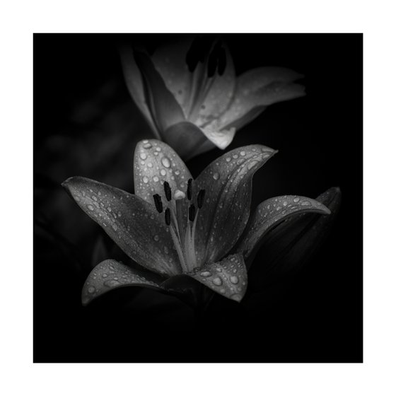 Lily Blooms Number 9 - 12x12 inch Fine Art Photography Limited Edition #1/25