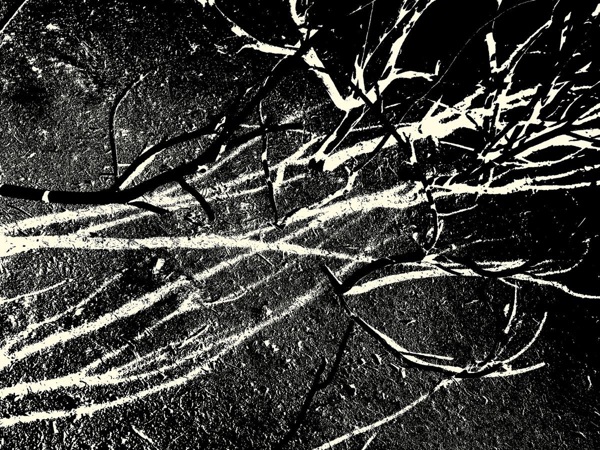 Abstract Botanical Photograph By Petr Strnad, 22 X 17", Burned 3., Original Artwork