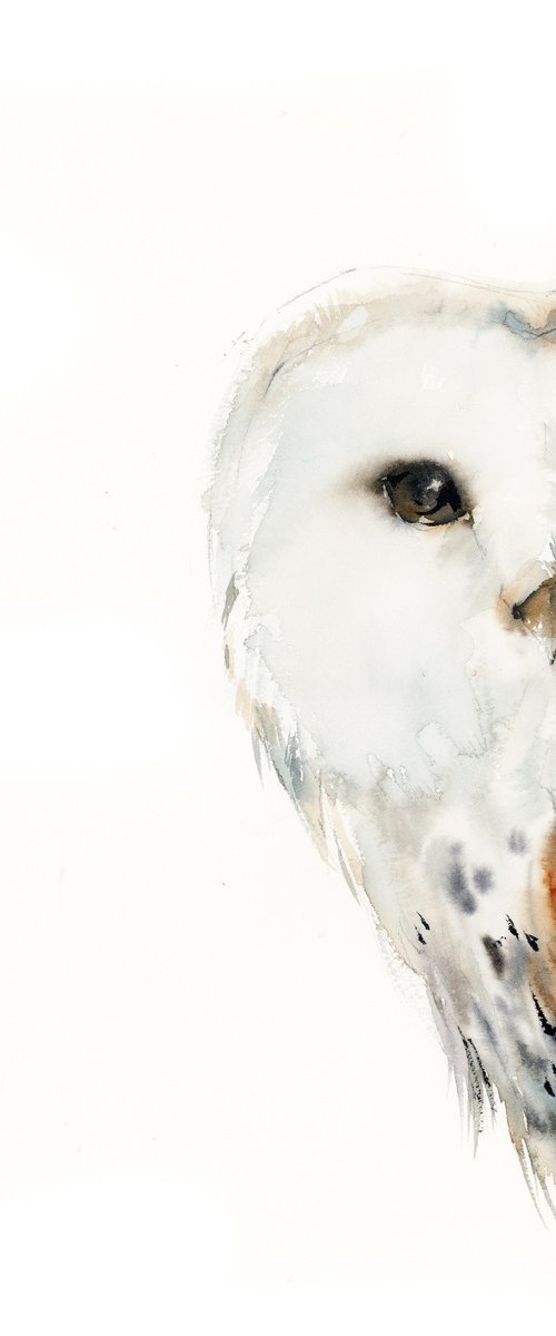 The Look - White Barn Owl by Sophie Rodionov