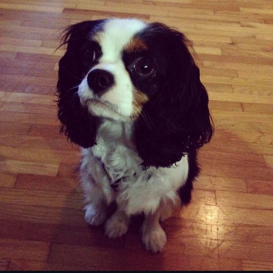 DOG PORTRAIT, COMMISSION