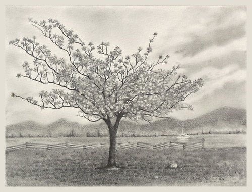 Cherry Blossom Tree by Shweta  Mahajan