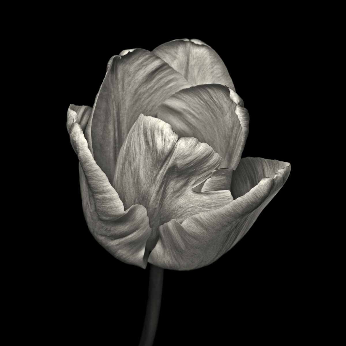 Pink Tulip IV by Paul Coghlin