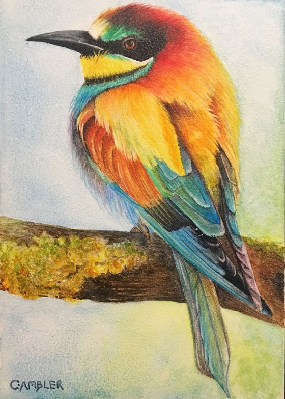 European Bee Eater