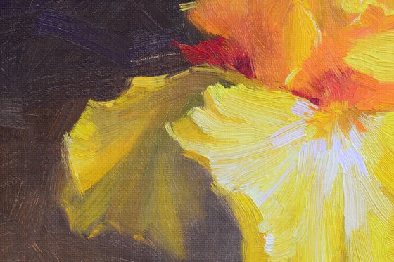 Yellow iris