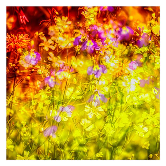 Summer Meadows #3. Limited Edition 1/25 12x12 inch Abstract Photographic Print.