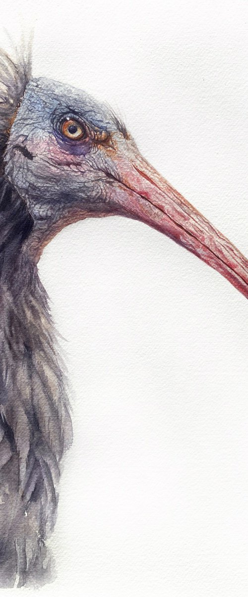 Northern bald Ibis 2 by Tetiana Savchenko