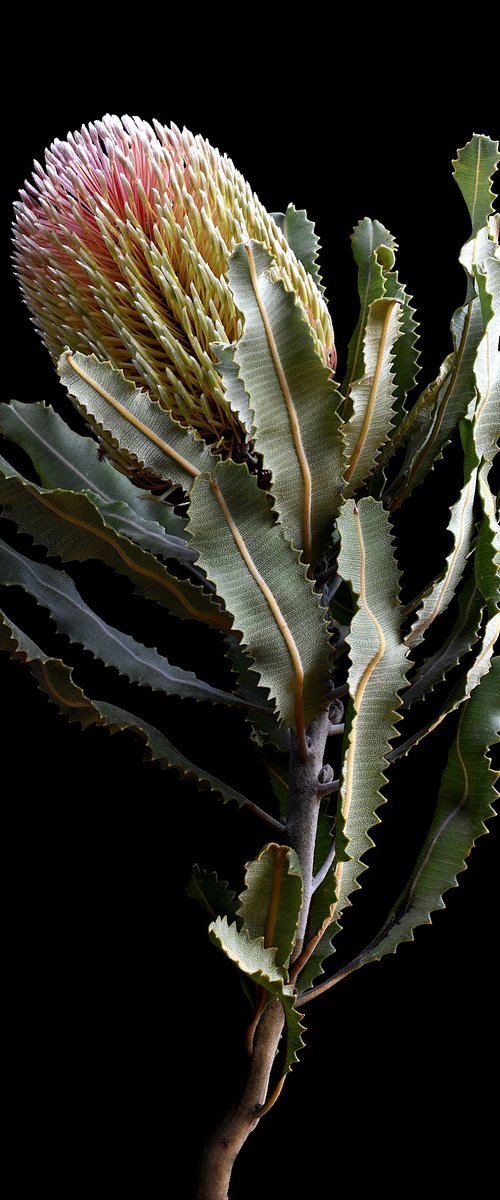 Menziesii Banksia by Nadia Culph