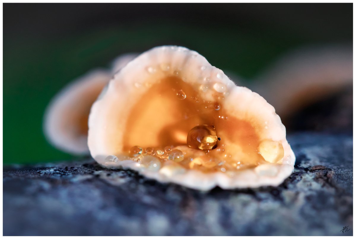 Forest pearl - macro phorto of a yellow fungi on a tree with drops inside, limited edition... by Inna Etuvgi