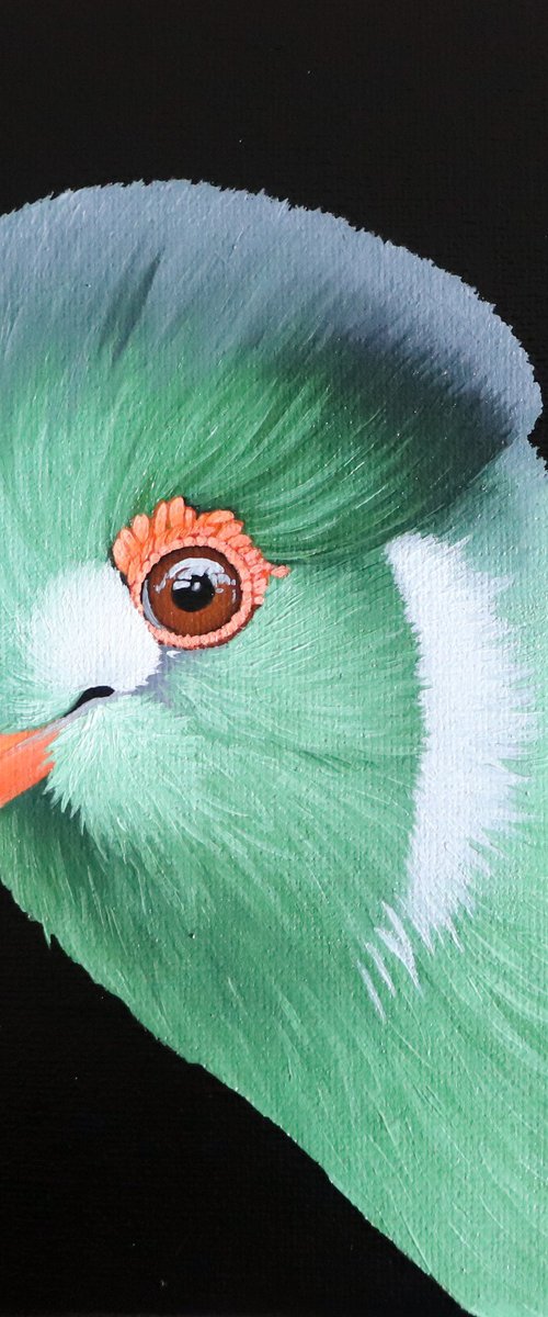 TURACO by Milie Lairie