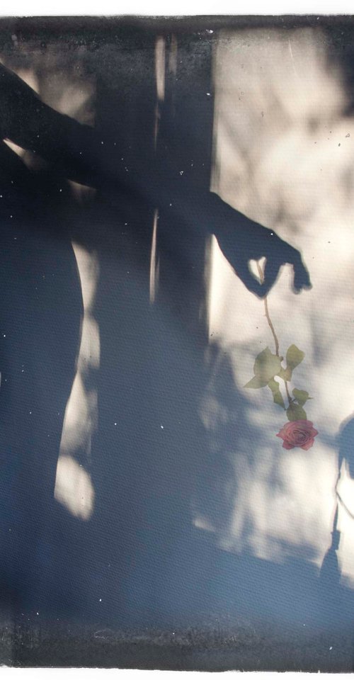 Shadow with rose by Louise O'Gorman