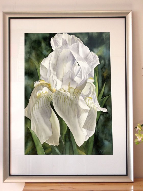 Irise in White