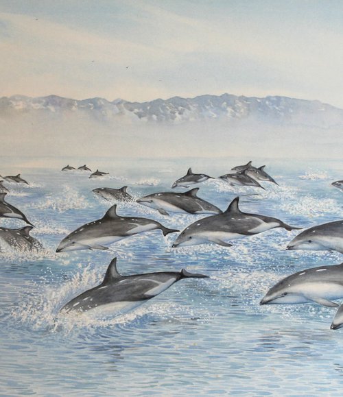 Dusky dolphins - Kaikoura, New Zealand by John Horton