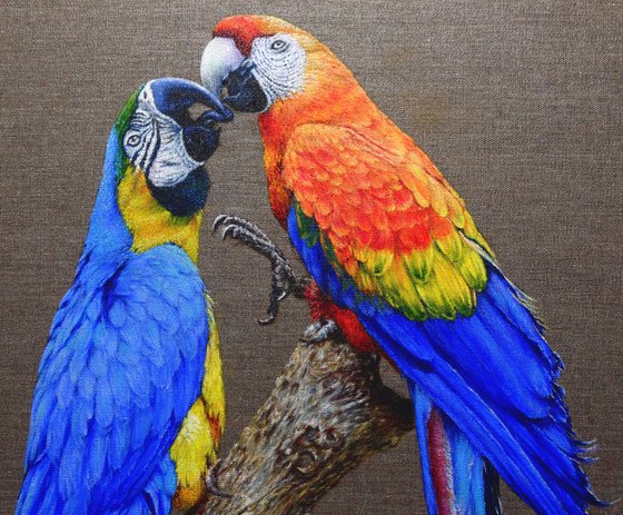 Two Ara parrots in love.