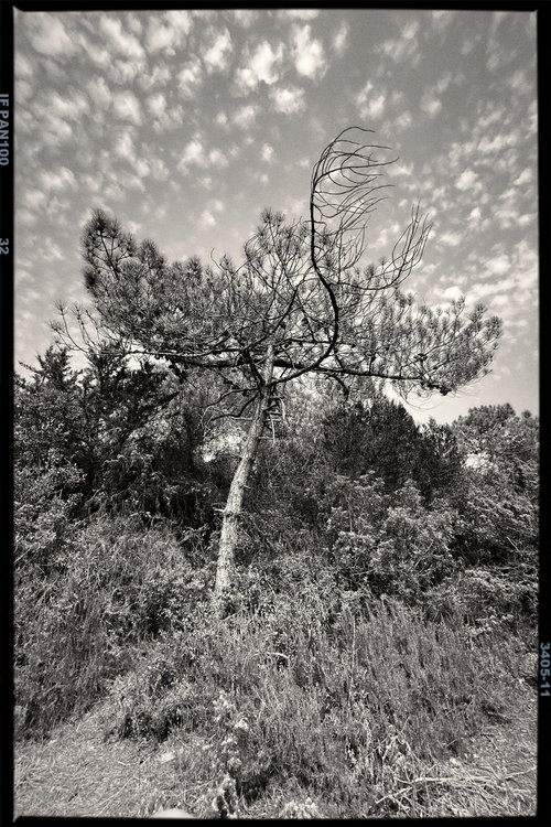 Ancient tree no.4 by Mattia Paoli
