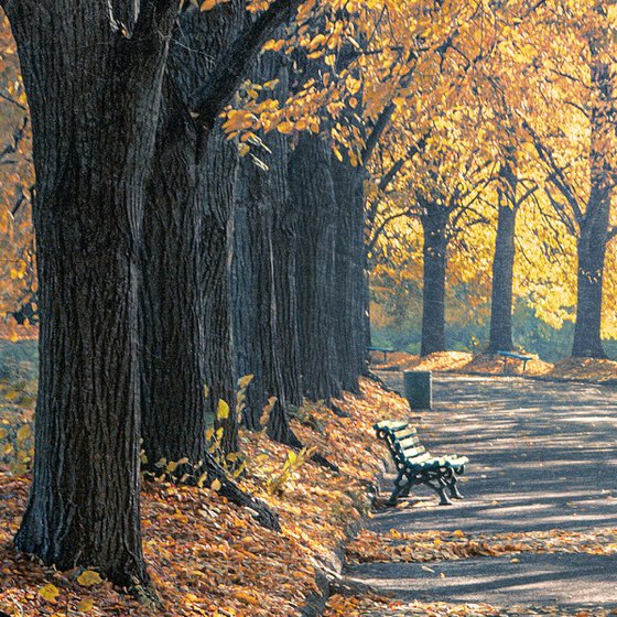 Alone with autumn.