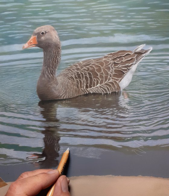 A Greylag Goose