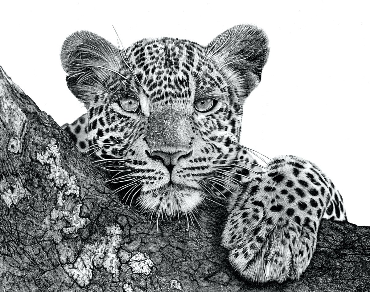 Photorealistic Animal Pencil Drawing By Paul Stowe, 19 X 15", Resting Leopard 2025, Original Artwork