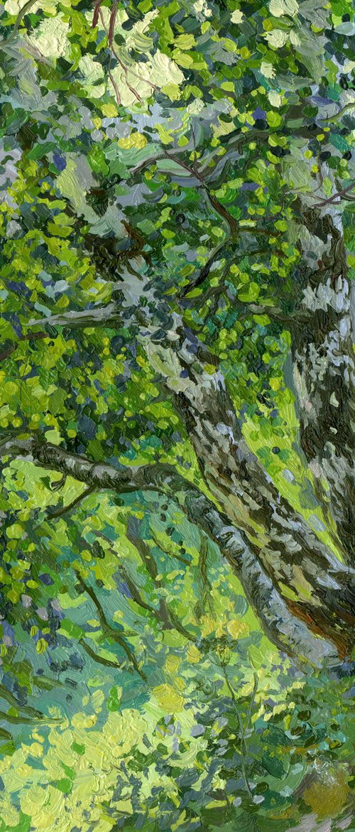 Birches by Simon Kozhin