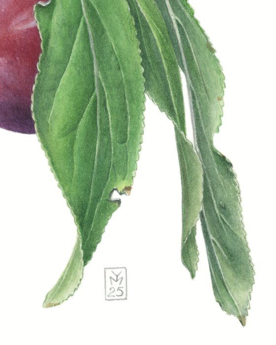 Plums