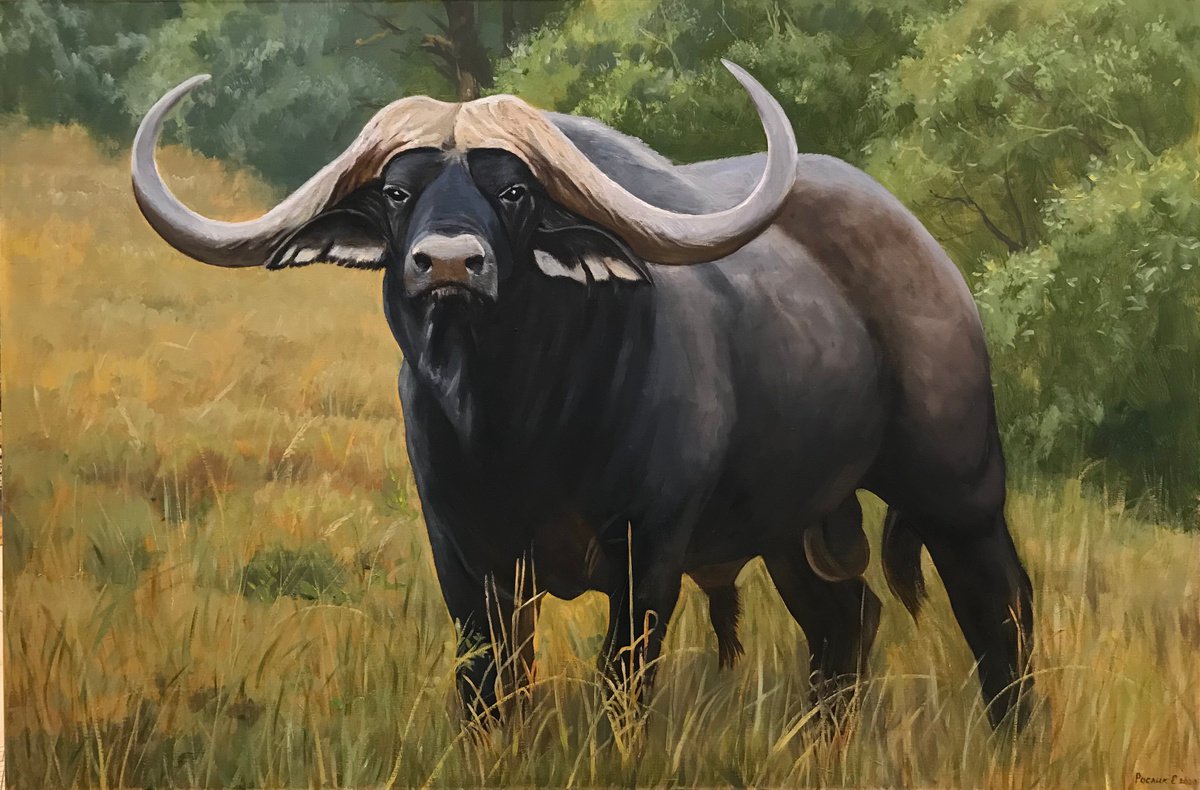Original oil painting Buffalo - 120x80 cm (2020) by Evgeniya Roslik