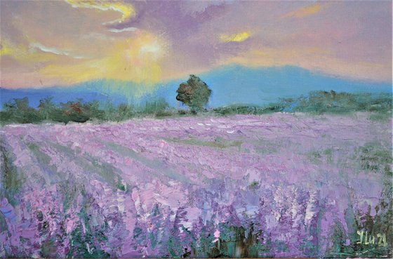 Lavender evening