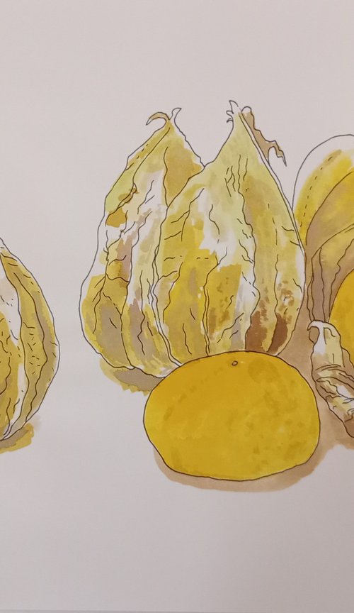 Physalis by Kitty  Cooper