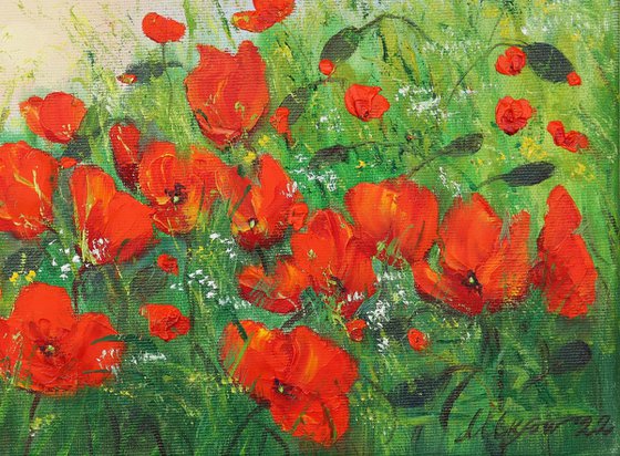 Poppy field in summer 3