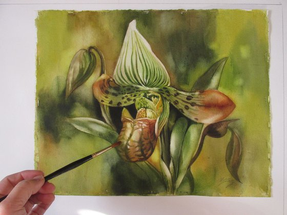 green ladyslipper orchid