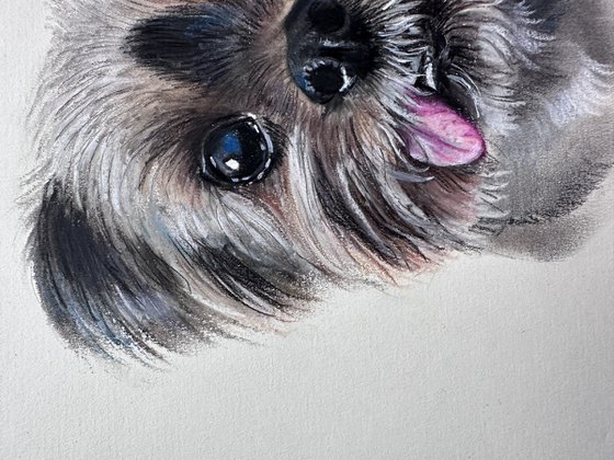 Yorkshire Terrier dog with Charming smile