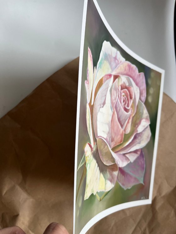 Gentle rose