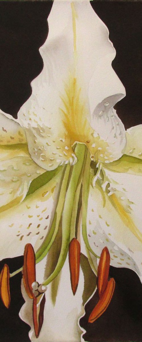 casablanca lily by Alfred  Ng