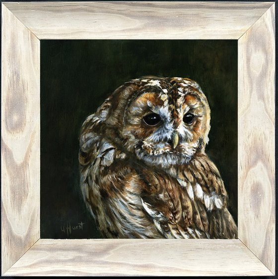 Tawny Owl, Strix  aluco oil painting