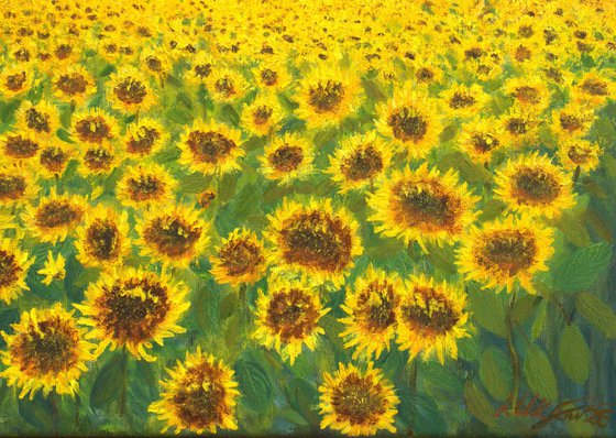 Sunflowers field