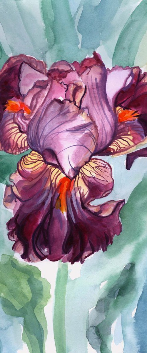 Mauve Iris by Christina M Plichta