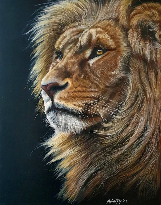 Wisdom - African Lion Portrait
