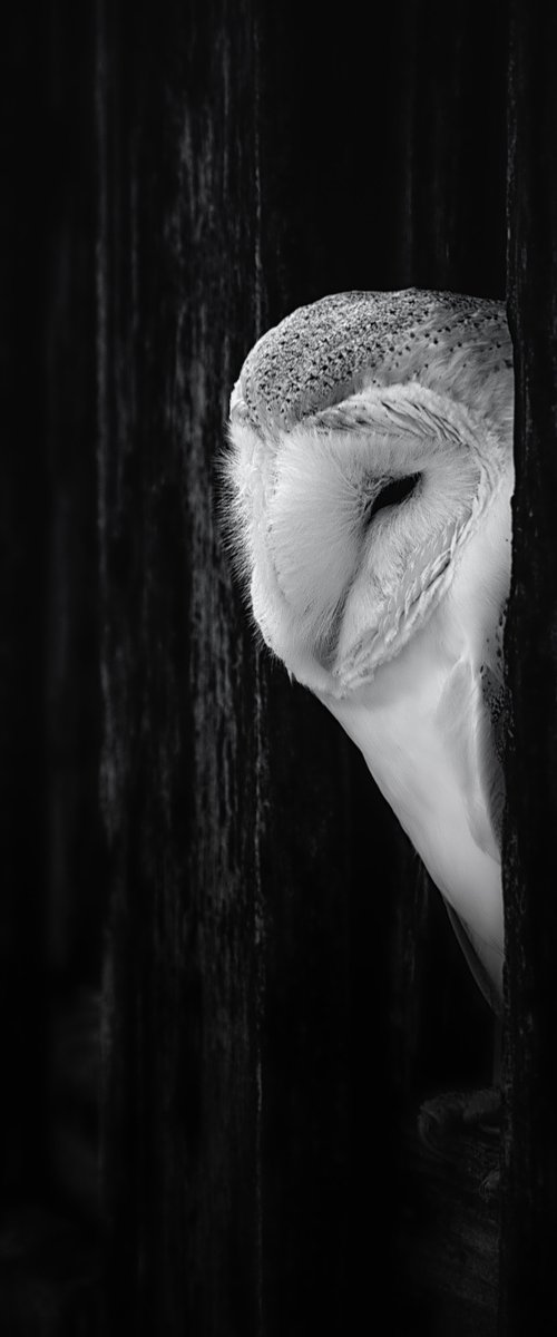 Barn Owl by Paul Nash