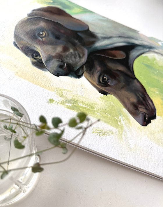 German Shorthaired Pointers