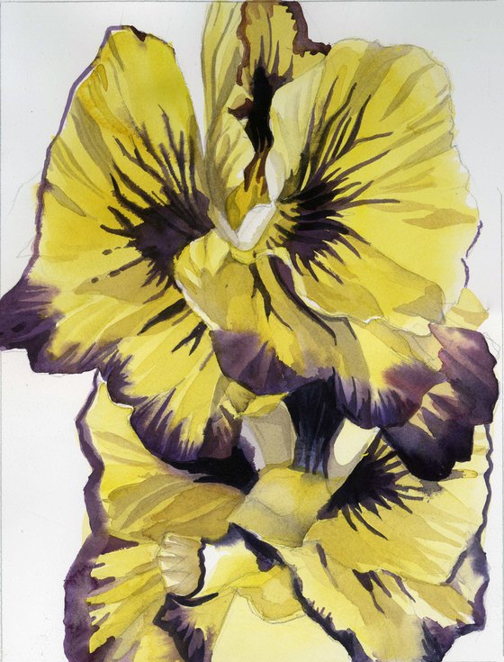 yellow pansy watercolor floral