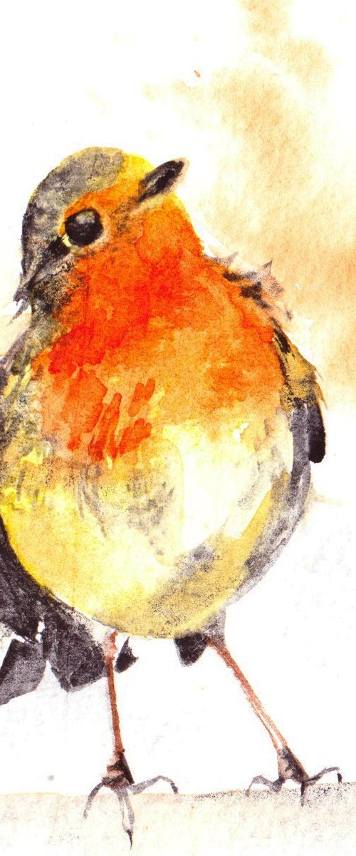 Robin by Anjana Cawdell