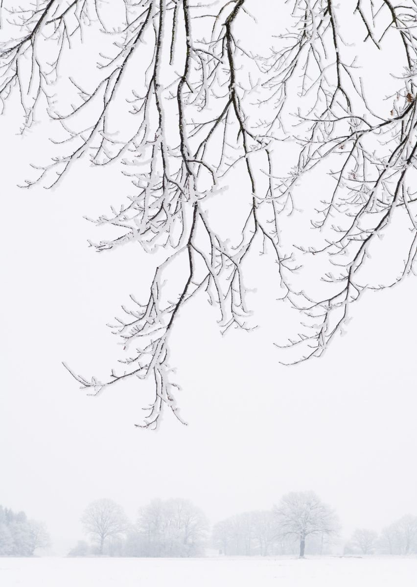 Frosty Branches. (30x42cm) by Tom Hanslien