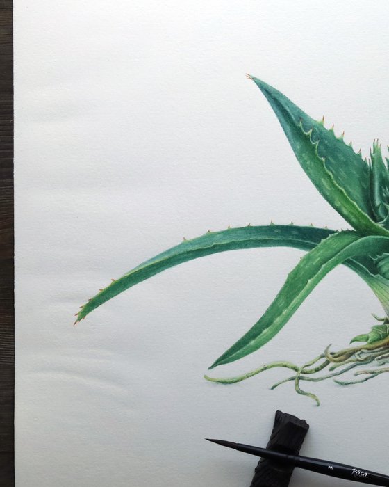 Aloe