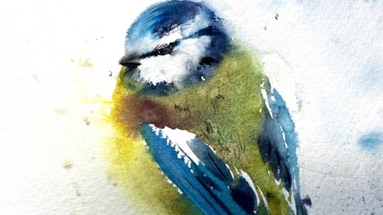 Eurasian Blue Tit