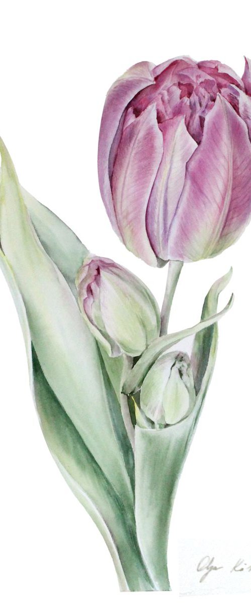 Purple tulip with buds by Olga Koelsch