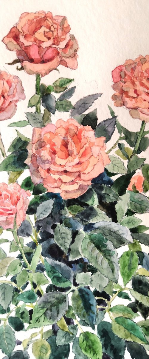 Roses by Olga Goryunova