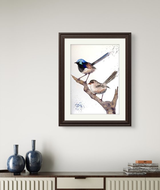 Pair Purple-backed Fairy-wrens