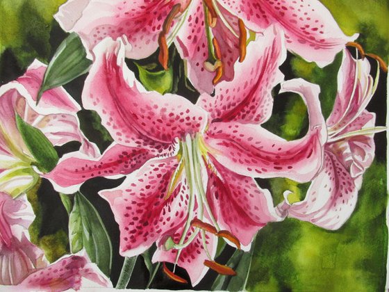 Stargazer lilies