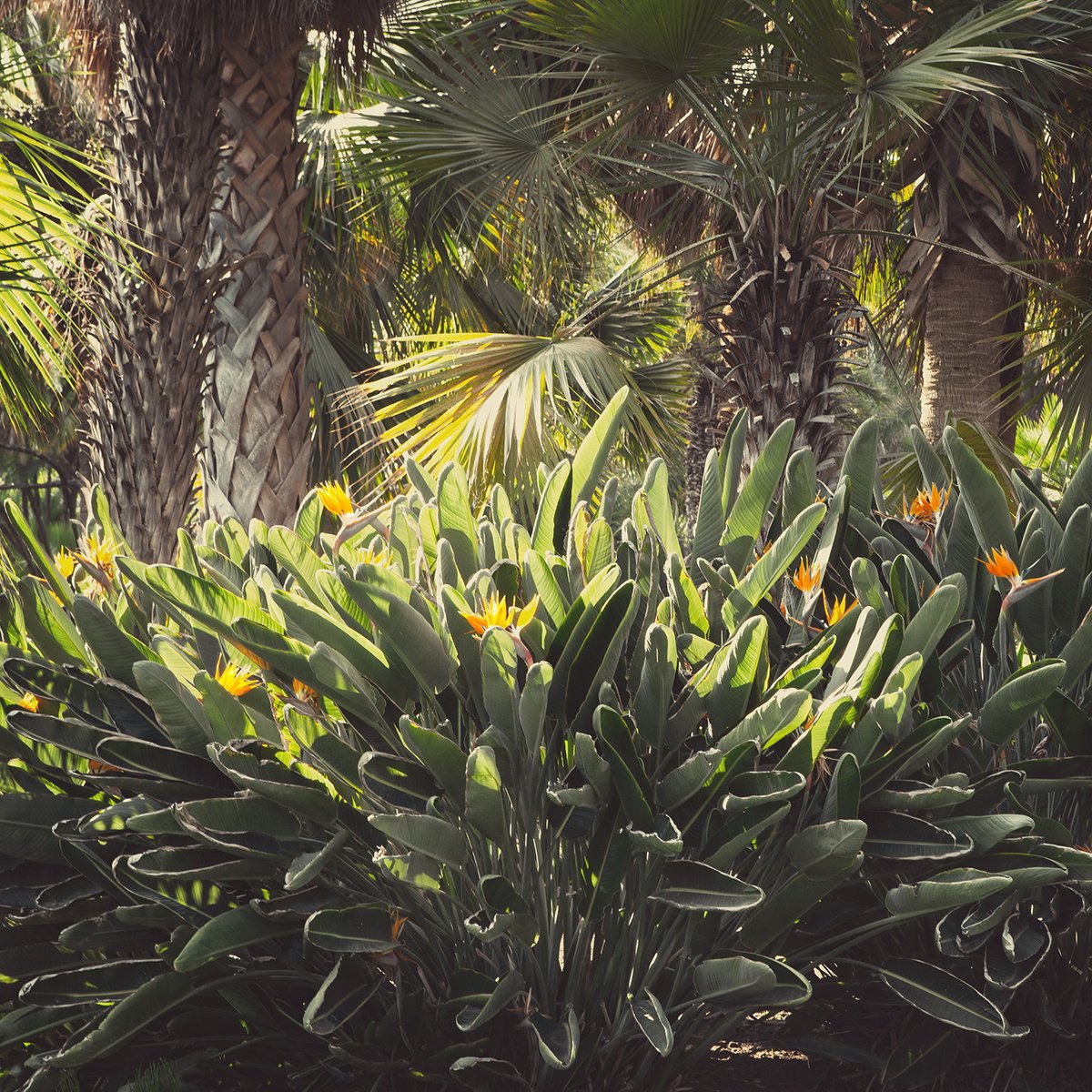 Photorealistic Botanical Photograph By Heike Bohnstengel, 24 X 24, Bird Of Paradise, La, Original Artwork