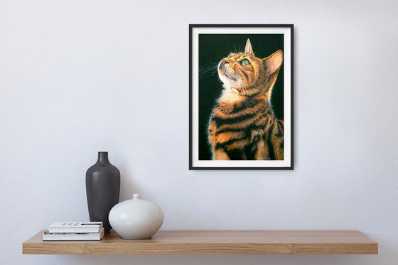 Bengal Beauty
