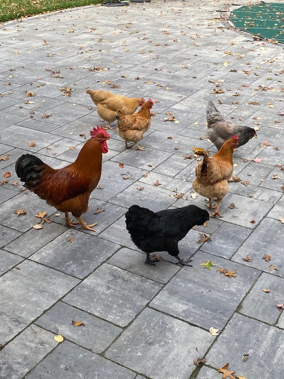 Chickens in the Backyard, Realistic Animals, Farm Life, Nostalgic