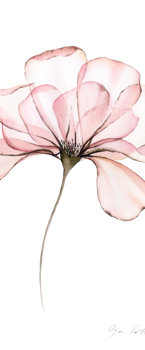 Vintage Transparent Rose by Olga Koelsch